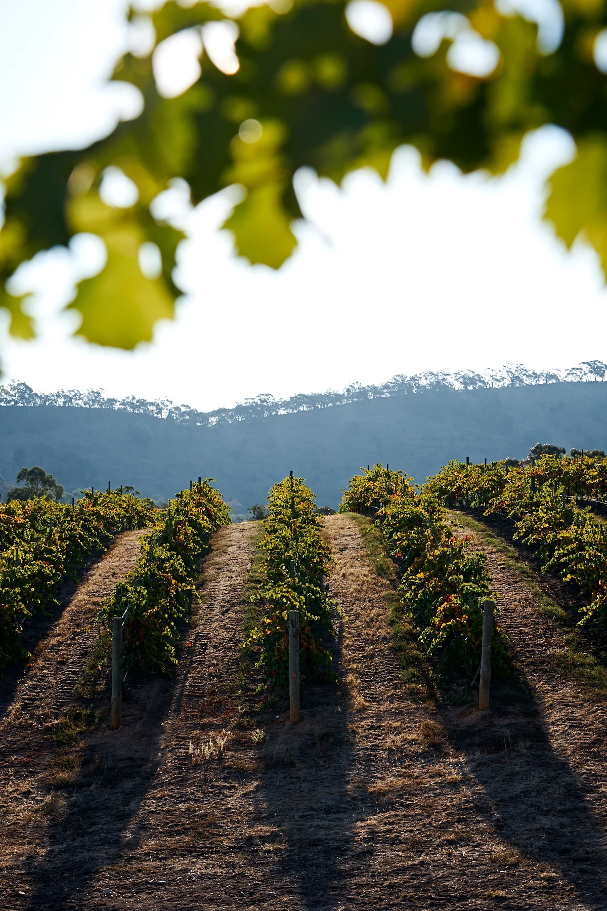 Taltarni: Taste the Peak Flavor